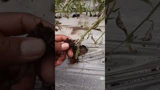 Daño de nematodos en el cultivo de tomate [upl. by Yalonda]