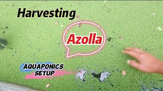 Harvesting azolla in aquaponics setup ningzleafygreens9070 [upl. by Stanwin346]