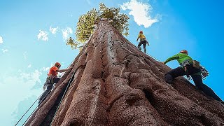 😮💚 Où peuton trouver le séquoia le plus gigantesque du monde [upl. by Johnstone]