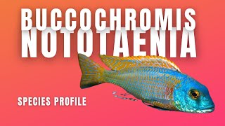 Buccochromis Nototaenia Bucco Noto  Species Profile [upl. by Diver]