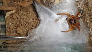 Pterinochilus murinus RCF rehouse angry OBT orange bitey thing [upl. by Judenberg]