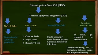 L22 Hematopoiesis Hematopoietic Stem Cell HSC and Common Lymphoid Progenitor [upl. by Boy961]