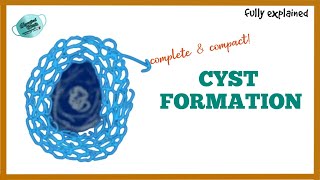 FORMATION OF CYST  PATHOGENESIS OF CYST [upl. by Aenet]