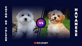 Why the Coton De Tulear is better than the Havanese [upl. by Dolhenty]