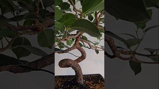 Ficus microcarpa Bonsai bonsai bonsaiwork bonsaitree epic minitree bonsaipot automobilepiano [upl. by Annaoi]