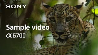 4K Sample Video  Alpha 6700  Sony  α [upl. by Intruok]