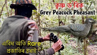 এবিধ অতি Rare চৰাই কৃষ্ণ ড’ৰিকGrey Peacock Pheasant  Ep2  Exploring Dihing Patkai National Park [upl. by Lavoie]