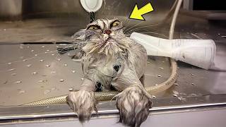 Vet Tries To Clean Stray Cat Before Adoption – Then He Discovers Something In Its Fur And Calls 911 [upl. by Neelhtak]