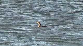 Doublecrested Cormorants Swimming Flying C amp A Shorts [upl. by Helsa]