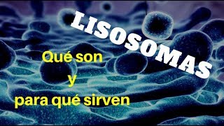 LISOSOMAS Qué son y para qué sirven [upl. by Llenet]