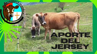 APORTE DE LA RAZA BOVINA JERSEY A NUESTRA LECHERIA [upl. by Hoffmann]