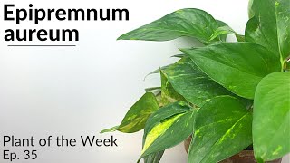 How To Care For Golden Pothos Epipremnum aureum  Plant Of The Week Ep 35 [upl. by Oralla]