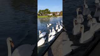 Swans patrolling Thanks for watching [upl. by Sumaes]