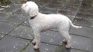 Dog Breed Video Lagotto Romagnolo [upl. by Namielus]