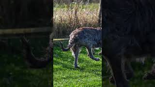 Deerhound Slow Mo Running  Rob Cuss Photography [upl. by Dhar]