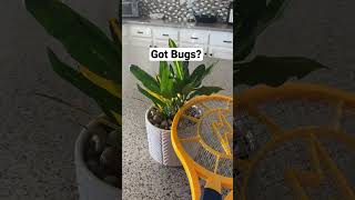 How to Get Rid of Gnats Kill Gnats Bugs In Houseplants Fruit flies Bug Zapper  ASMR Bites [upl. by Levina34]