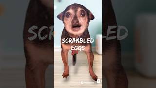 Toss Salad And Scrambled Eggs  The Strange Life of a TV Writer 😆 🤣 shortsvideo dog funny [upl. by Ymorej796]