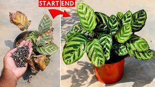 SEE How To SAVE a Dying Calathea Plant 100 Success [upl. by Robaina]