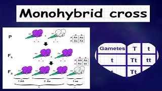 Monohybrid Inheritance 20 MCQs Part 1  Key Concepts amp Problem Solving [upl. by Lahcar224]