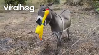 Giant Screaming Chicken Makes Donkeys Day  ViralHog [upl. by Sitnik]