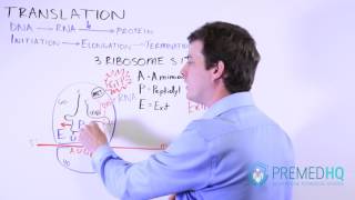 DNA Translation  Elongation and Ribosome Sites [upl. by Hedley911]