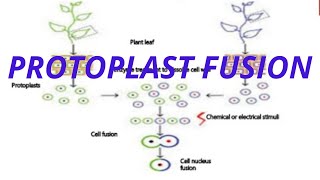 Protoplast fusion   In detail [upl. by Tania]