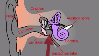 Ear Specimen of Specimen Collection Series with Dr Michael Miller [upl. by Miculek]