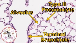 Lung Respiratory Histology  Take a Deep Breath Itll Be Okay [upl. by Hiett960]