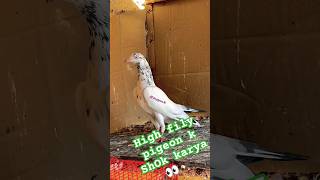 High Fily pigeon k SHOK karya 👀🦅 pigeons lovers Shok Karya🤔✅ kabuter lovers💞youtub bird pigeon [upl. by Oitaroh]