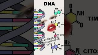 As bases nitrogenadas se amam dna basenitrogenada diewithasmile [upl. by Auhoj]