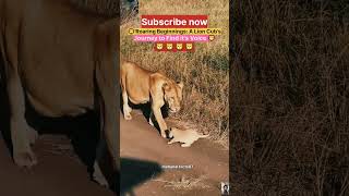 🦁Roaring Beginnings A Lion Cubs Journey to Find its Voice🦁। shorts lioncubs wildlife । [upl. by Fern196]