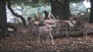 Fallow Rut 2008  a rutting stand in action [upl. by Aisekal]