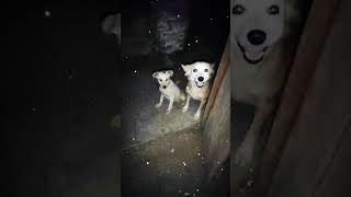 dog lover statue  dog lover Video  trendingshorts viralvideo shorts youtubeshort [upl. by Alain276]