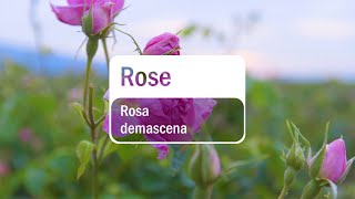 doTERRA Rose Translated Subtitles [upl. by Sewel615]