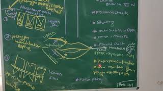 BUCCINATOR MUSCLE ANATOMY [upl. by Retsek]