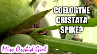 Coelogyne cristata update  possible flower spike [upl. by Akihsat]