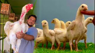 The World Biggest White Shamo At My Home Hen Hatching White Shamo Chicks Hsn Entertainment [upl. by Teyut]