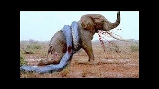 10 Extremas Peleas de Animales Salvajes Captadas en Cámara  TOP 10 Batallas Épicas de Animales [upl. by Almeida]