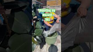 MASSIVE rubber tree houseplant repotting video viral plant houseplant [upl. by Asia139]