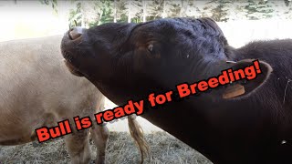 Bull is Ready For Breeding Dexter Cattle Breeding Season [upl. by Zetrok193]