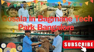 Gosala in Bagmane Tech Park Bangalore  3000 cows  గోమాతను పూజిస్తే సకల దేవతలను పూజించినంత ఫలితం [upl. by Vilma]