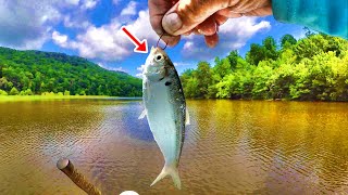 Fishing Livebait THIS WAY Makes Catching Fish Easy [upl. by Moe413]