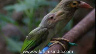 Large Green Barbets just out of the nest [upl. by Konopka572]