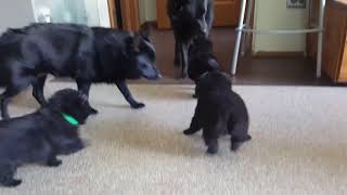 Schipperke puppies 2019 [upl. by Rebecka30]