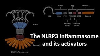 NLRP3 inflammasome and its activators [upl. by Kammerer]