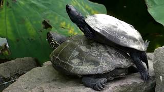 Chinese Pond Turtles Piggyback クサガメ：親亀の上に子亀を乗せて？ [upl. by Olnek853]