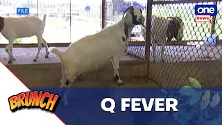 Brunch  DA says Q fever a serious threat to agriindustry [upl. by Cassie]