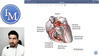 Anatomía  Sistema Cardiovascular  Inductivo a la Facultad de Medicina [upl. by Shaina]