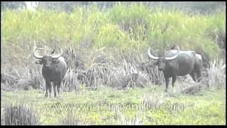 Wild water buffaloes of Kaziranga [upl. by Marb870]