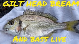 GILT HEADS AND BASS LIVESTREAM livestreambassfishing [upl. by Loram]